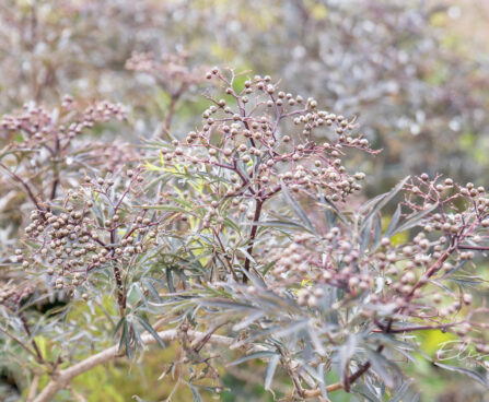 Sambucus nigra `Black Lace` must leeder