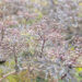 Sambucus nigra `Black Lace` must leeder