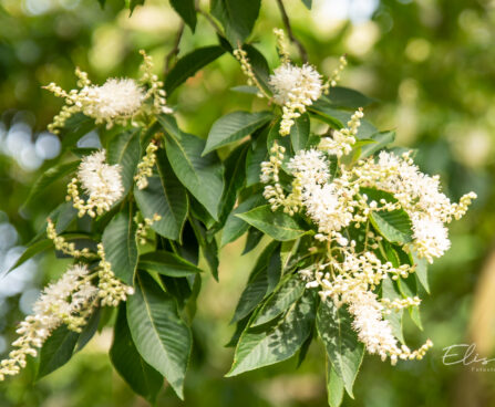 Clethra kletra (1)