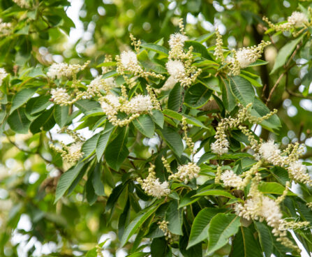 Clethra kletra (2)