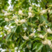 Clethra kletra (2)