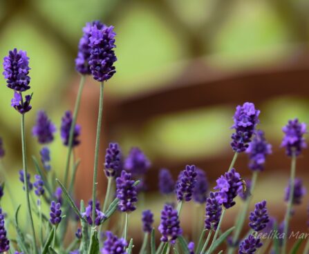 1042_7488_Lavandula_angustifolia_Hidcote_Blue_.JPG