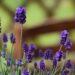 1042_7488_Lavandula_angustifolia_Hidcote_Blue_.JPG