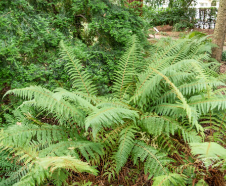 Polystichum setiferum karvik astelsõnajalg (2)