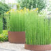 Equisetum hyemale raudosi (1)