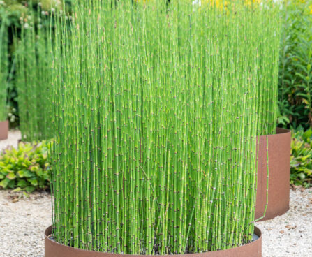 Equisetum hyemale raudosi (2)