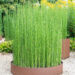 Equisetum hyemale raudosi (2)