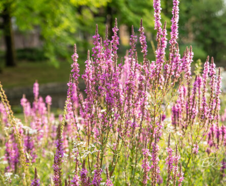 Lythrum salicaria harilik kukesaba (1)