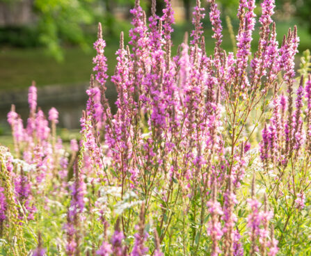 Lythrum salicaria harilik kukesaba (2)