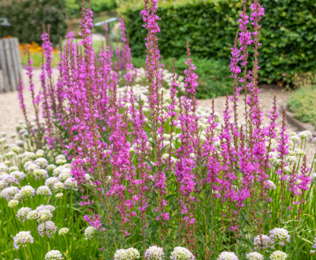 Lythrum salicaria harilik kukesaba