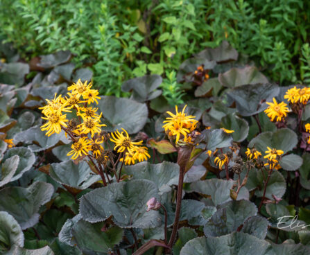 Ligularia dentata hambuline kobarpea