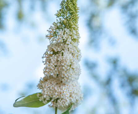 Buddleja davidii davidi budleia (1)