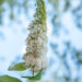 Buddleja davidii davidi budleia (1)