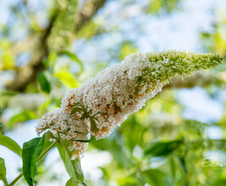 Buddleja davidii davidi budleia (3)