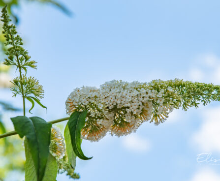 Buddleja davidii davidi budleia (4)