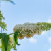 Buddleja davidii davidi budleia (4)