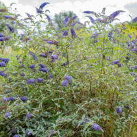 Buddleja davidii davidi budleia