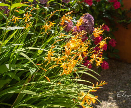 Crocosmia kaeralill