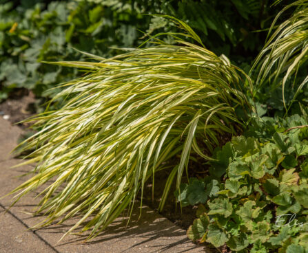 Hakonechloa macra `Aureola` ainuroog (1)