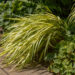 Hakonechloa macra `Aureola` ainuroog (1)