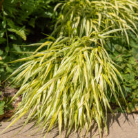 Hakonechloa macra `Aureola` ainuroog (2)