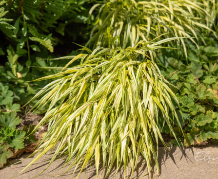 Hakonechloa macra `Aureola` ainuroog (2)