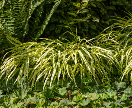 Hakonechloa macra `Aureola` ainuroog (3)