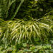 Hakonechloa macra `Aureola` ainuroog (3)