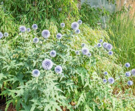 Echinops ritro mesiohakas