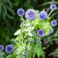 Echinops ritro mesiohaks (1)