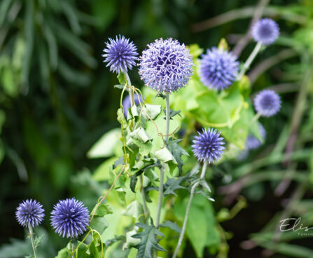 Echinops ritro mesiohaks (1)