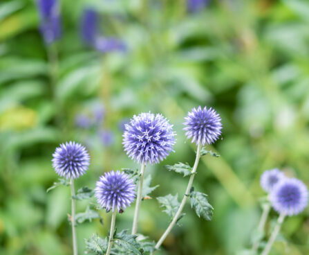 Echinops ritro mesiohaks (2)