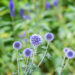 Echinops ritro mesiohaks (2)