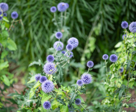 Echinops ritro mesiohaks (3)