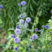 Echinops ritro mesiohaks (3)