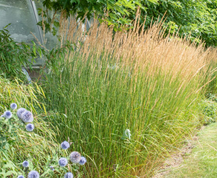 Calamagrostis acutiflora `Karl Foerster` teravaõieline kastik