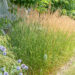 Calamagrostis acutiflora `Karl Foerster` teravaõieline kastik