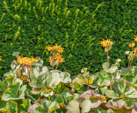 Ligularia dentata hambuline kobarpea