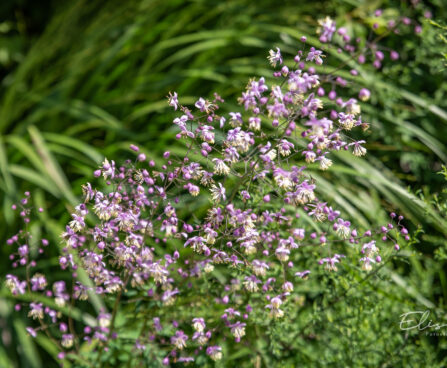 Thalictrum delavayi `Splendide` delavay ängelhein