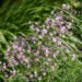 Thalictrum delavayi `Splendide` delavay ängelhein