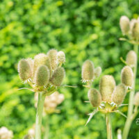 Eryngium yuccifolium jukalehine ogaputk (1)