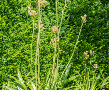 Eryngium yuccifolium jukalehine ogaputk (2)