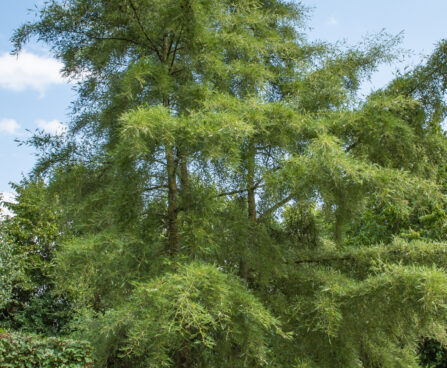 Alnus glutinosa `Imperialis` must lepp (1)