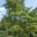 Alnus glutinosa `Imperialis` must lepp (1)