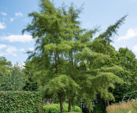 Alnus glutinosa `Imperialis` must lepp (2)