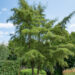 Alnus glutinosa `Imperialis` must lepp (2)