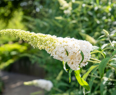 Buddleja davidii davidi budleia (5)