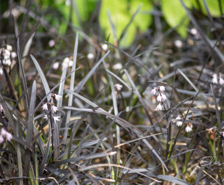 Ophiopogon planiscapus maohabe