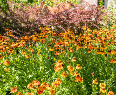 Helenium hybridum Heleenium