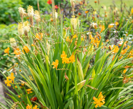 Crocosmia kaeralill (2)